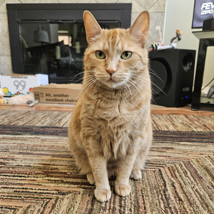 Chelsea Chats With Your Cats