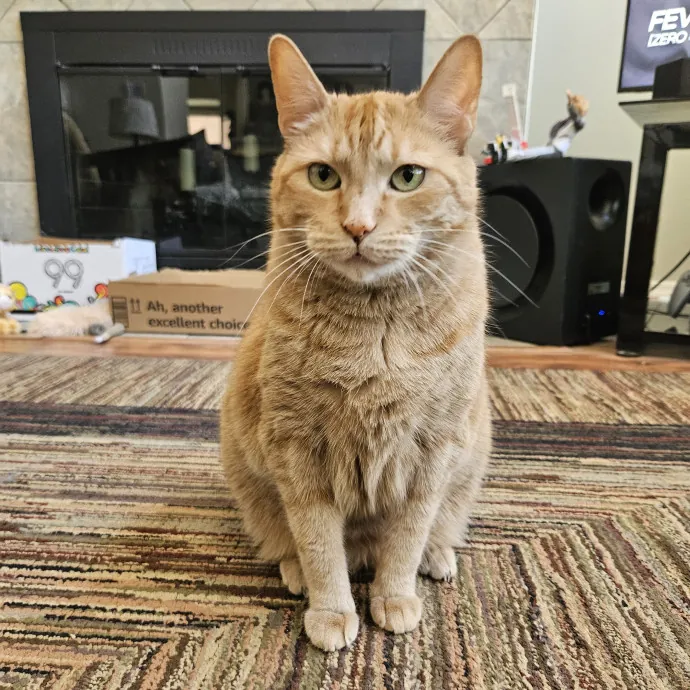 Chelsea Chats With Your Cats