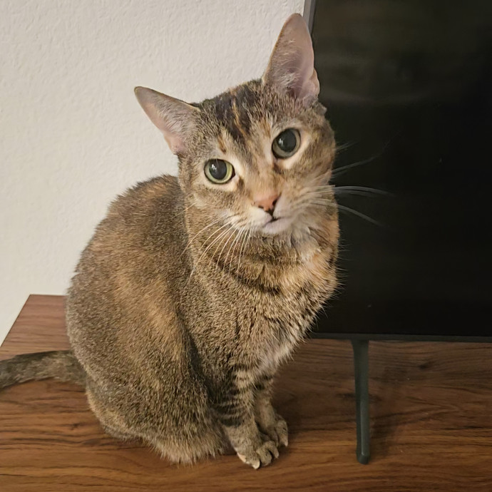 Chelsea Chats With Your Cats