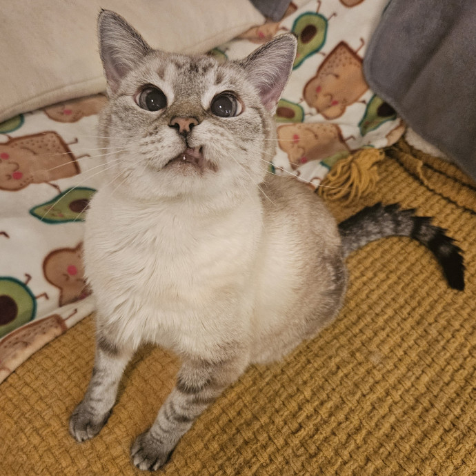 Chelsea Chats With Your Cats