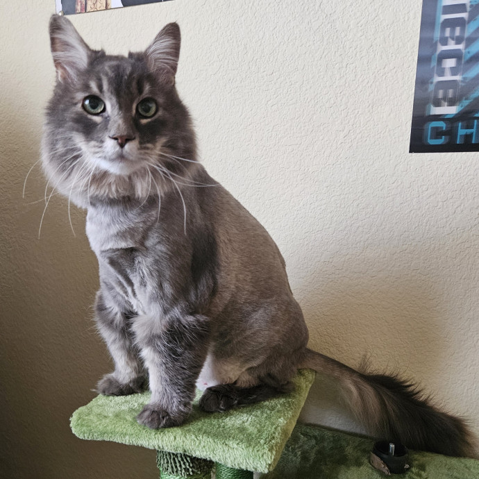 Chelsea Chats With Your Cats