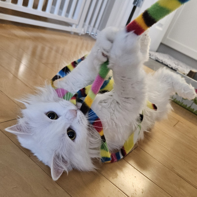 Chelsea Chats With Your Cats