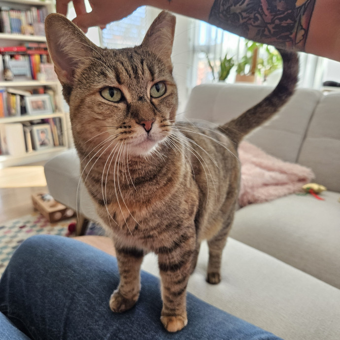 Chelsea Chats With Your Cats photo 3