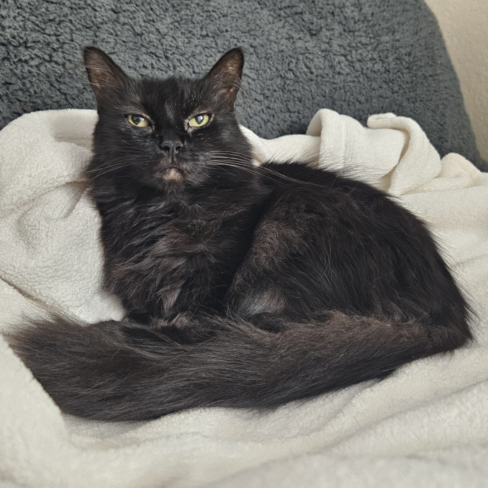 Chelsea Chats With Your Cats photo 2