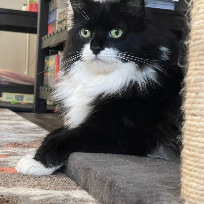 Cat Care With A Little Extra Love