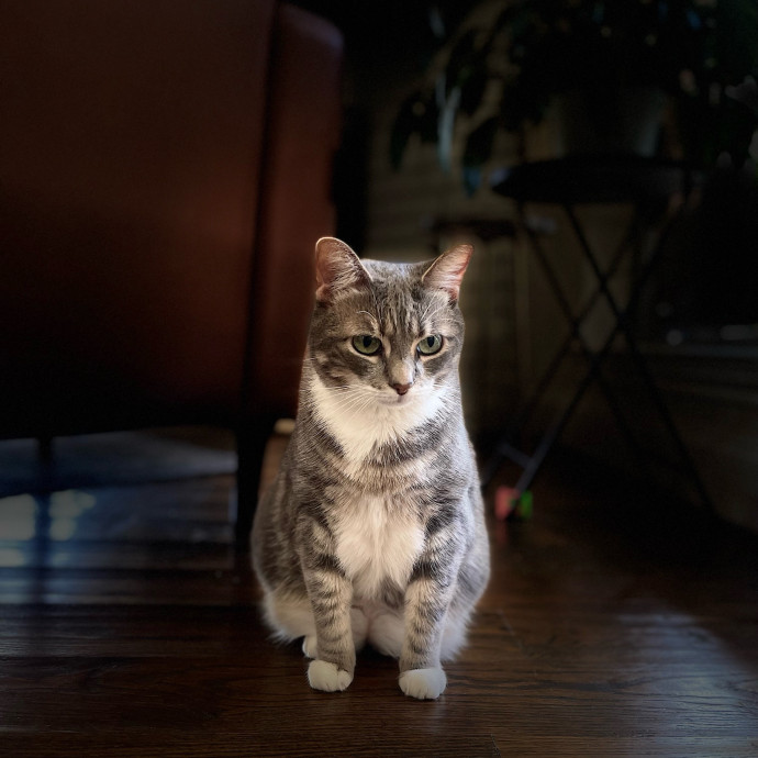 Cat Care With A Little Extra Love