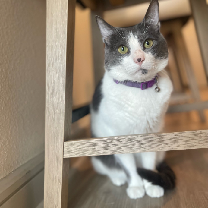 Cat Care With A Little Extra Love