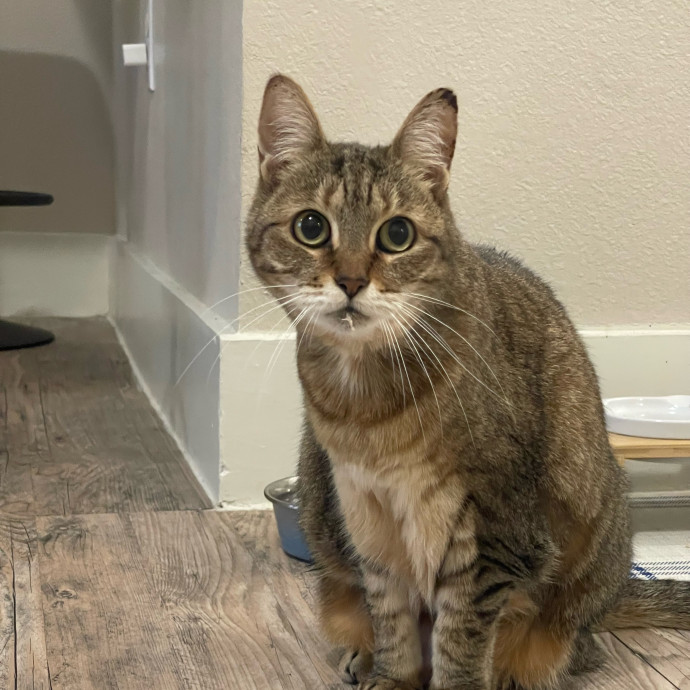 Cat Care With A Little Extra Love