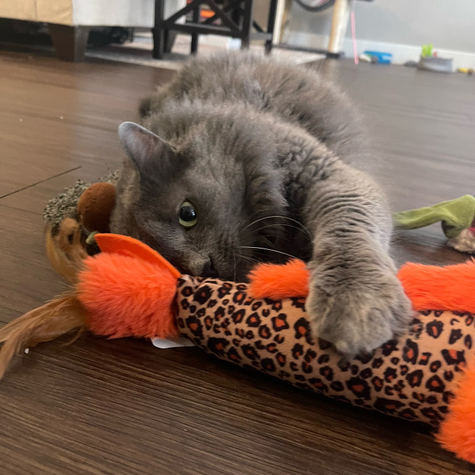 Cat Care With A Little Extra Love