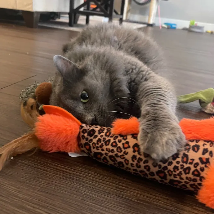 Cat Care With A Little Extra Love