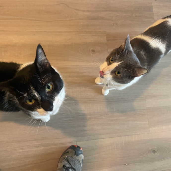 Cat Care With A Little Extra Love