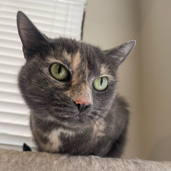 Cat Care With A Little Extra Love