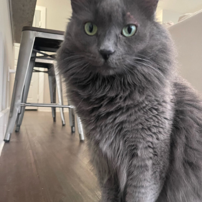 Cat Care With A Little Extra Love