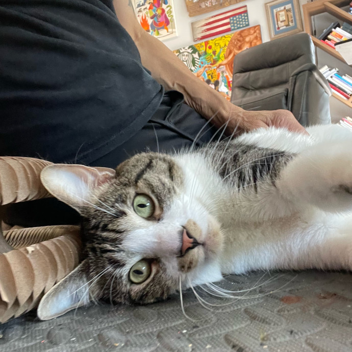 Cat Care With A Little Extra Love