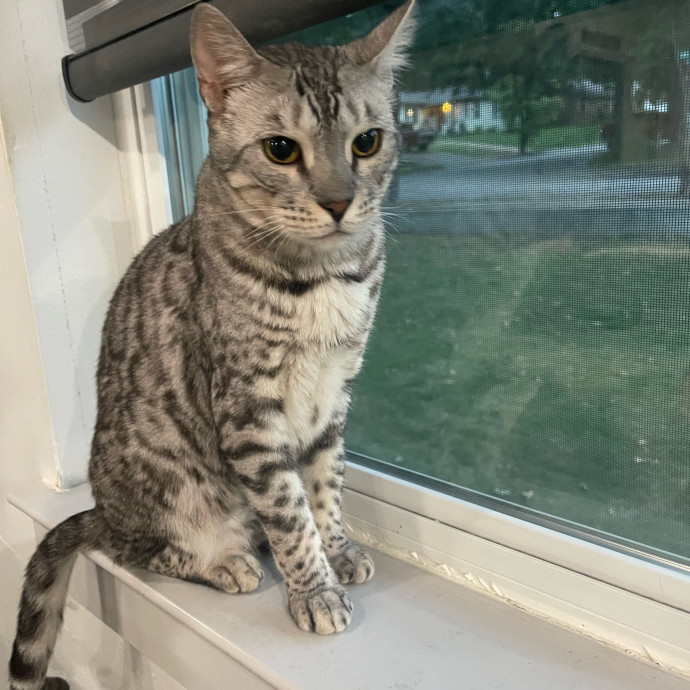 Cat Care With A Little Extra Love