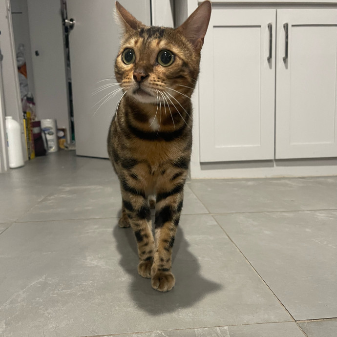 Cat Care With A Little Extra Love