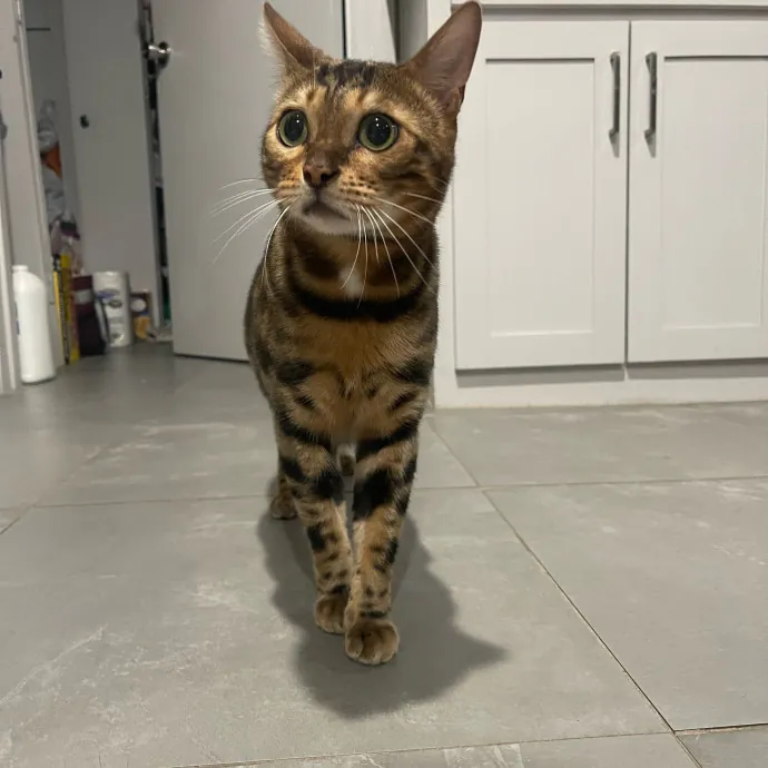 Cat Care With A Little Extra Love