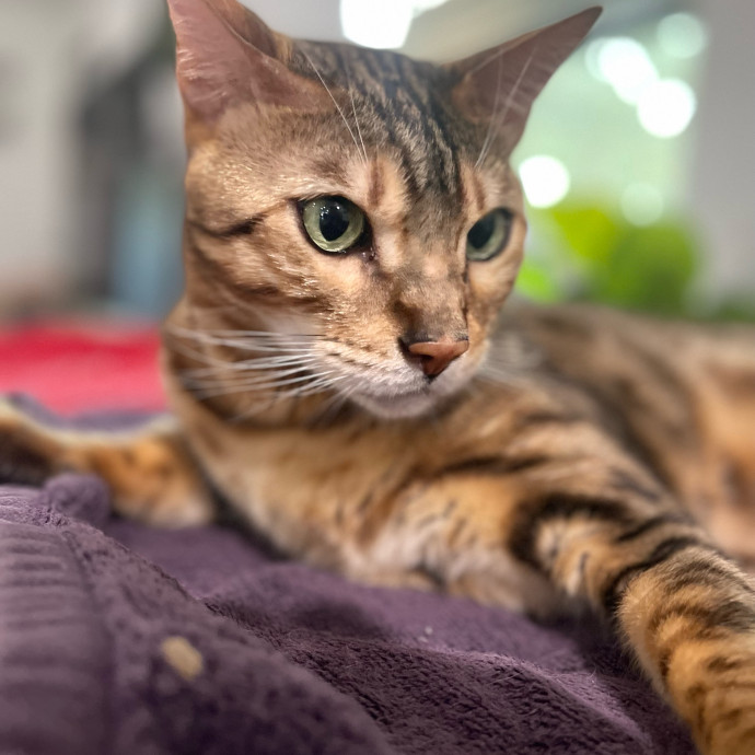 Cat Care With A Little Extra Love