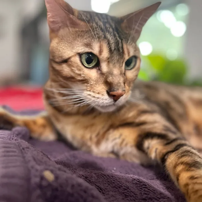 Cat Care With A Little Extra Love