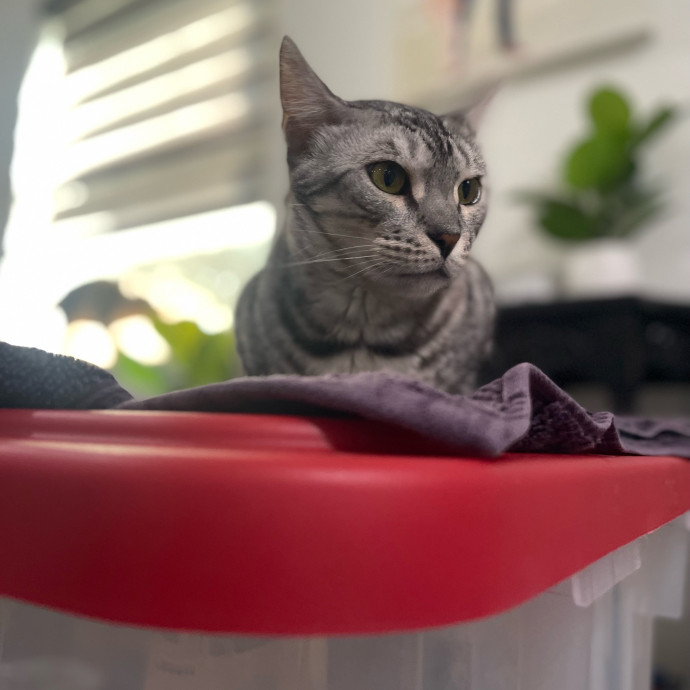 Cat Care With A Little Extra Love