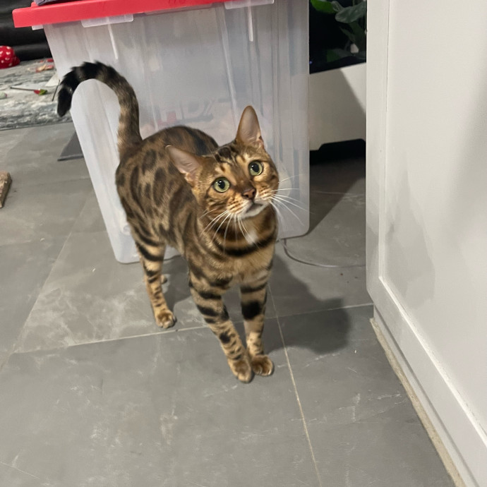 Cat Care With A Little Extra Love