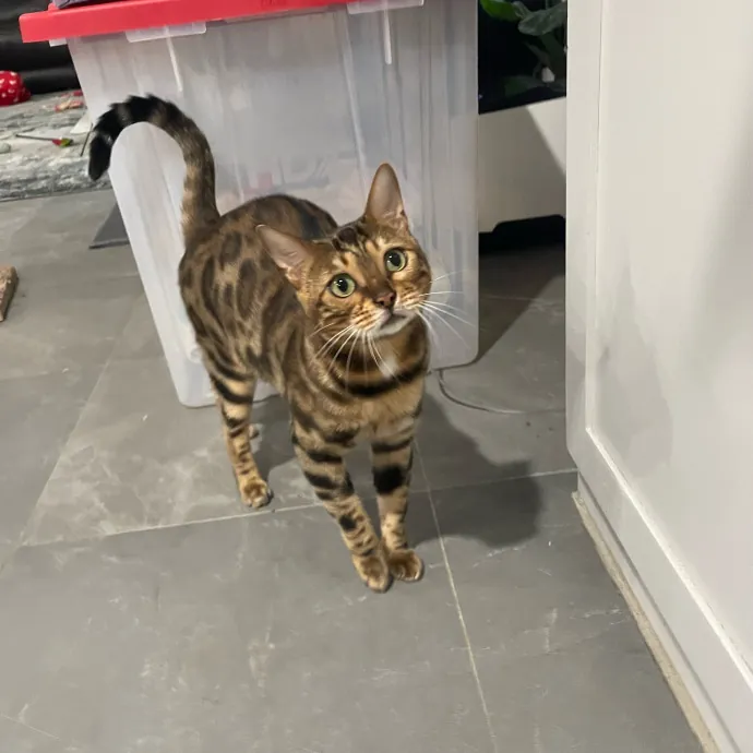 Cat Care With A Little Extra Love