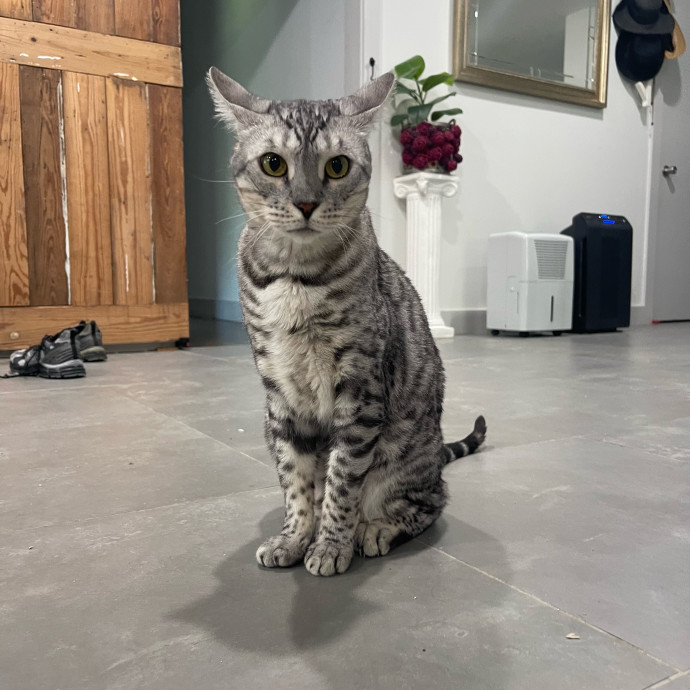 Cat Care With A Little Extra Love