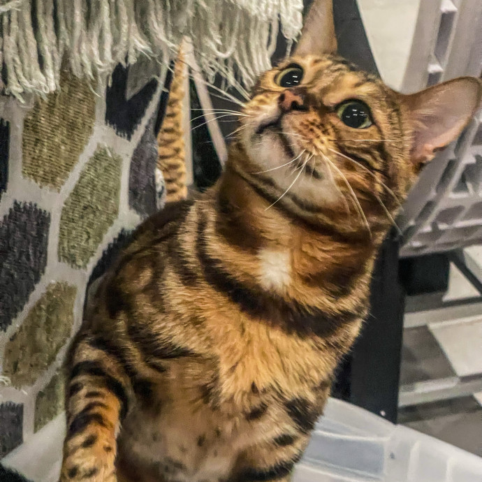 Cat Care With A Little Extra Love