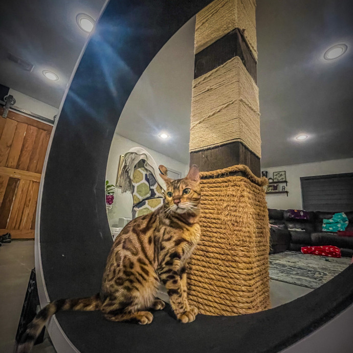 Cat Care With A Little Extra Love