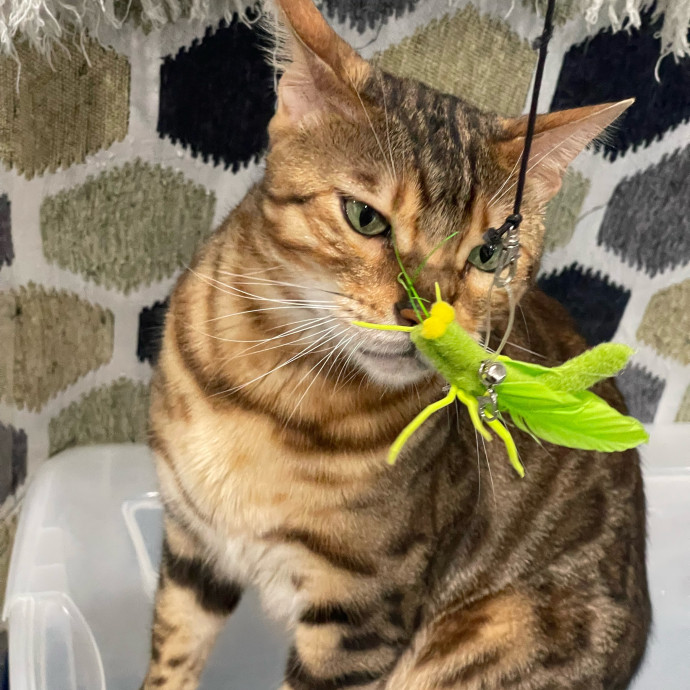 Cat Care With A Little Extra Love photo 3