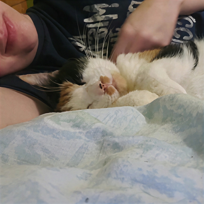Sara The Cat Enthusiast