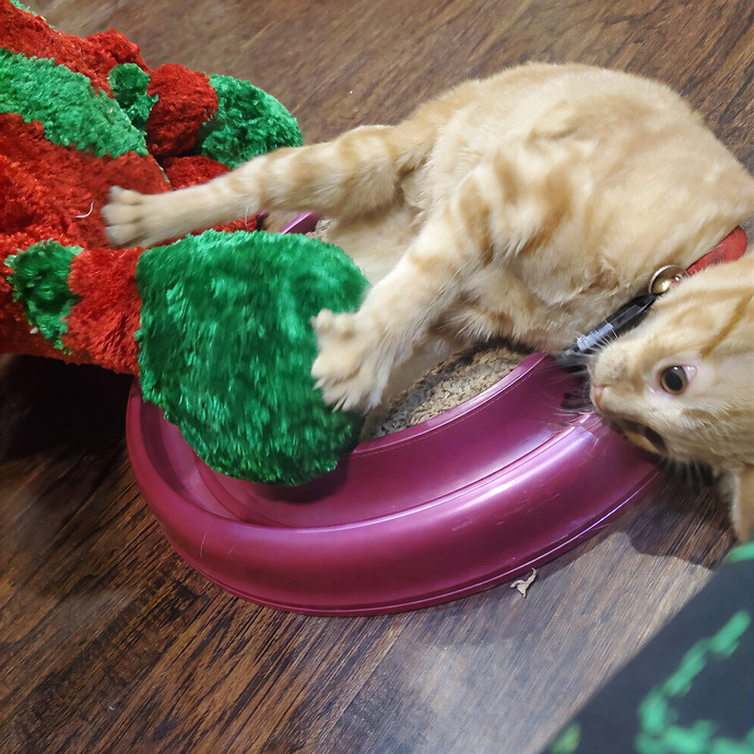 Sara The Cat Enthusiast photo 3