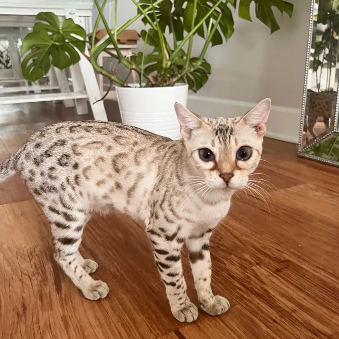 Meow-Time With Eka In La