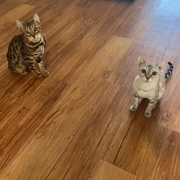 Meow-Time With Eka In La