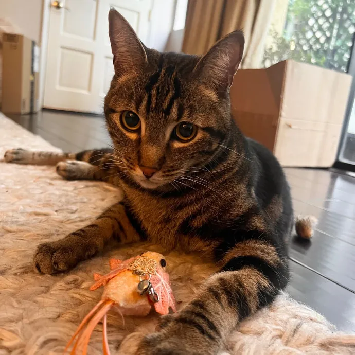 Meow-Time With Eka In La