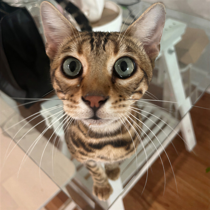 Meow-Time With Eka In La