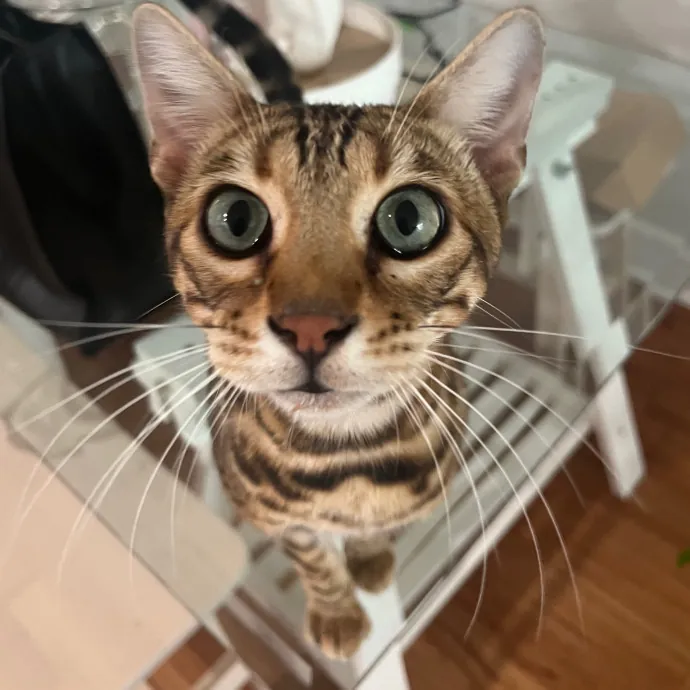 Meow-Time With Eka In La