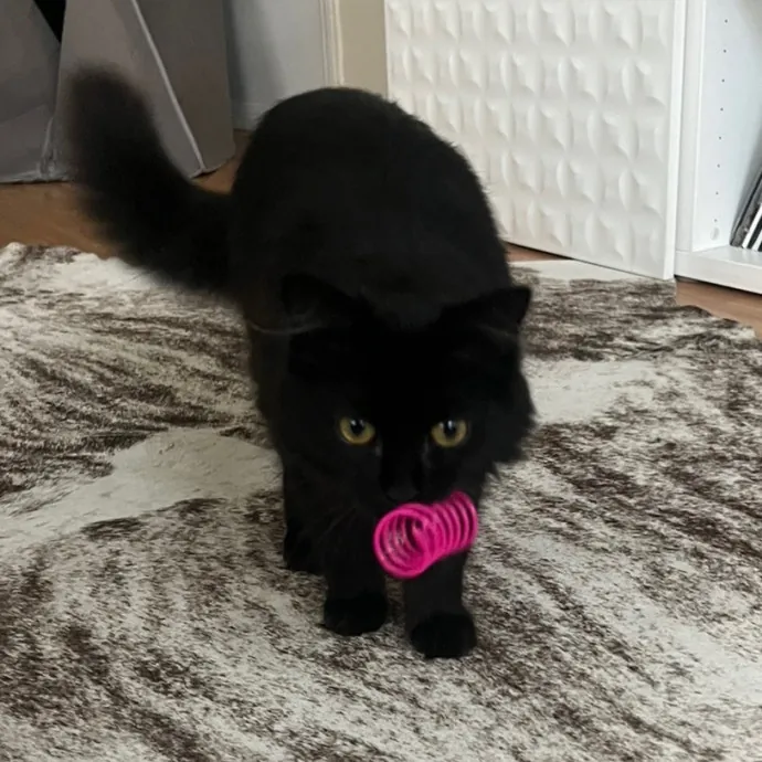 Meow-Time With Eka In La