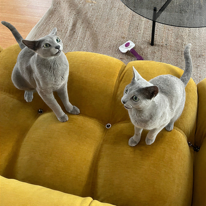 Meow-Time With Eka In La