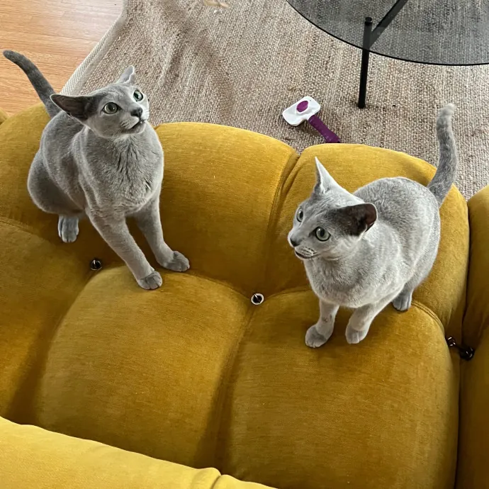 Meow-Time With Eka In La