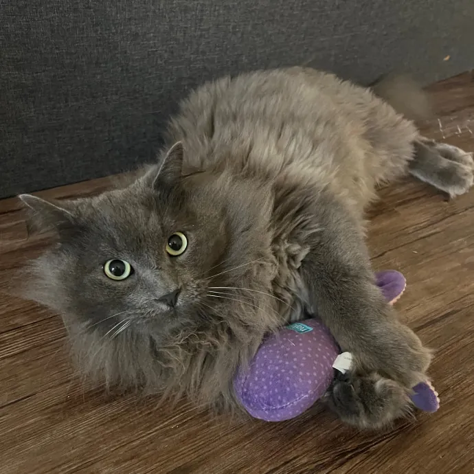 Meow-Time With Eka In La