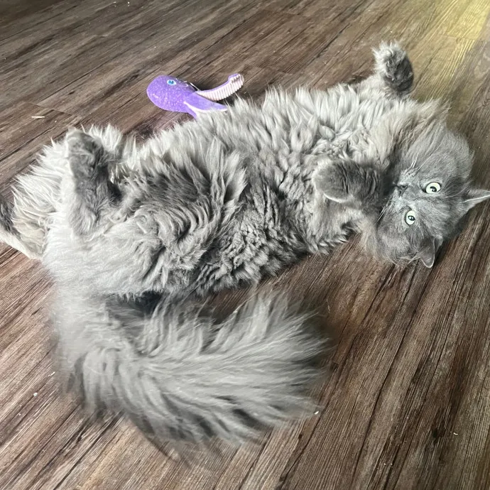 Meow-Time With Eka In La