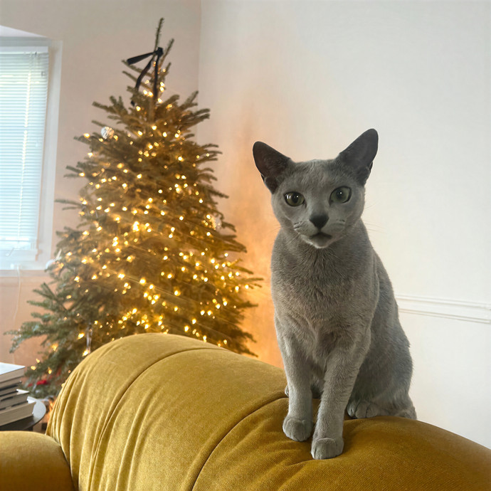 Meow-Time With Eka In La photo 3