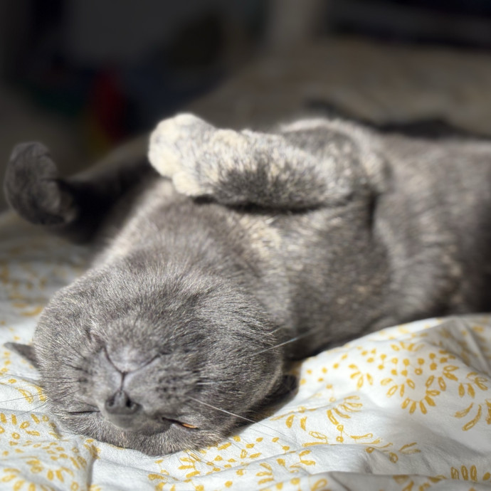 Purrtsburgh Cat Sitting
