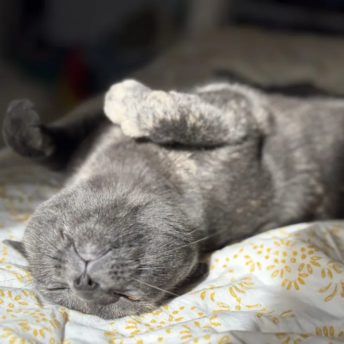 Purrtsburgh Cat Sitting