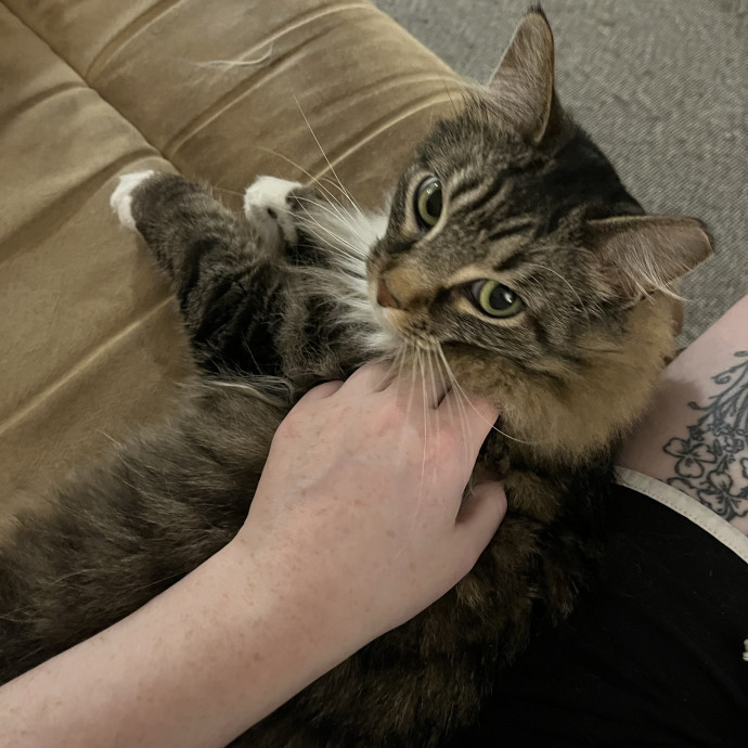 Purrtsburgh Cat Sitting