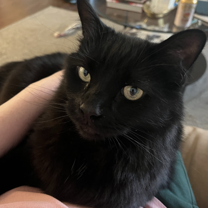Purrtsburgh Cat Sitting