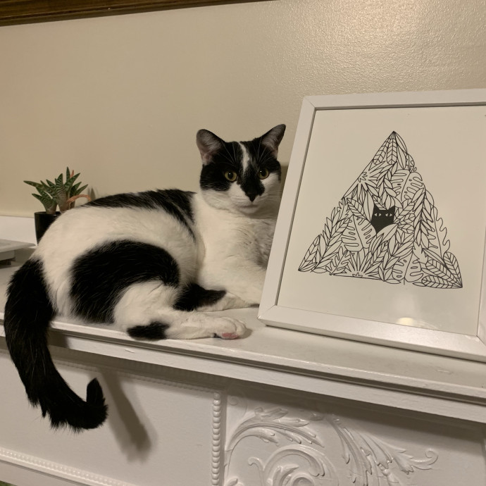 Purrtsburgh Cat Sitting