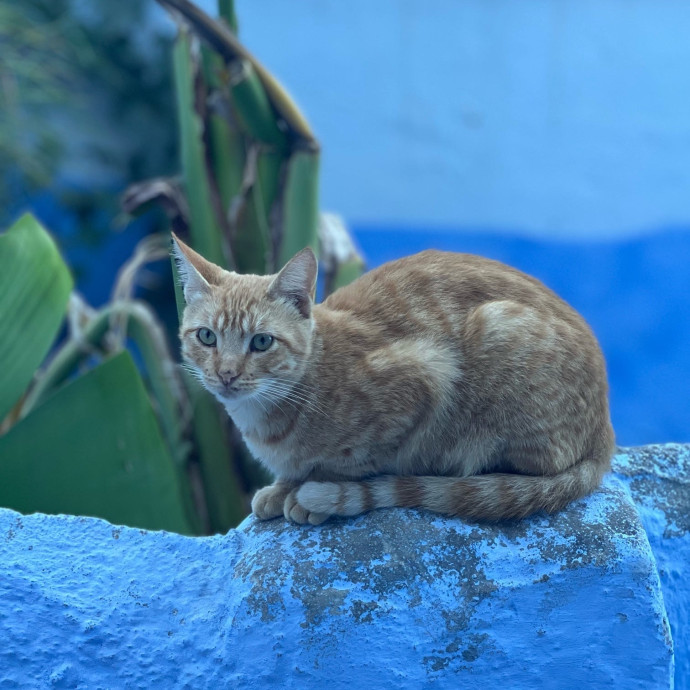 Purrtsburgh Cat Sitting