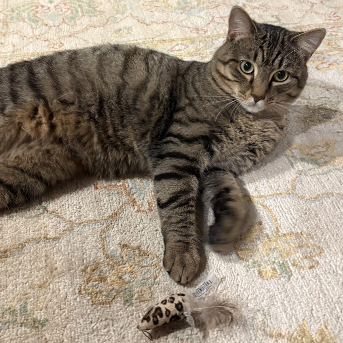 Purrtsburgh Cat Sitting